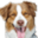 coastalpet.com logo