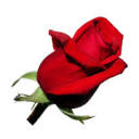 flowersfast.com logo