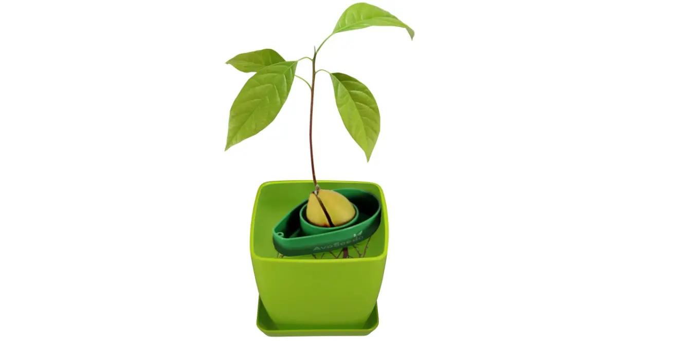 Amazon - Avocado Growing Kit with Pot